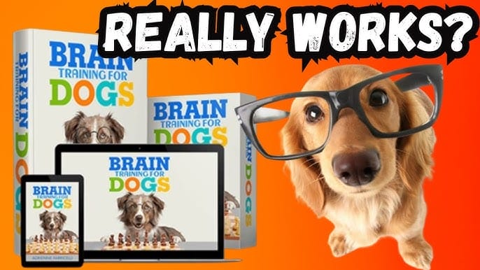 How to Train Dogs to Be Obedient