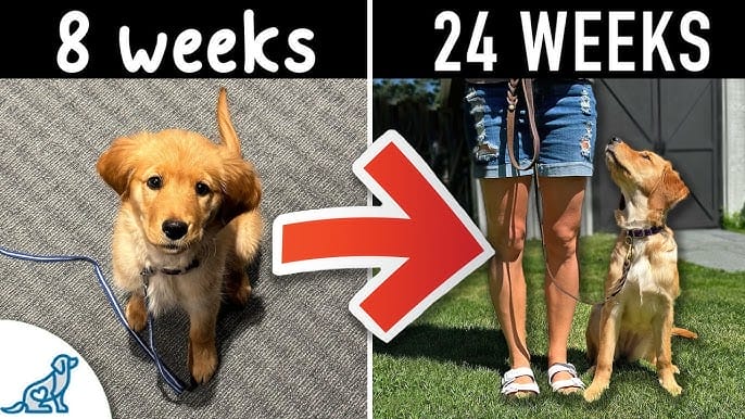 What is Best Age for Dog Obedience Training